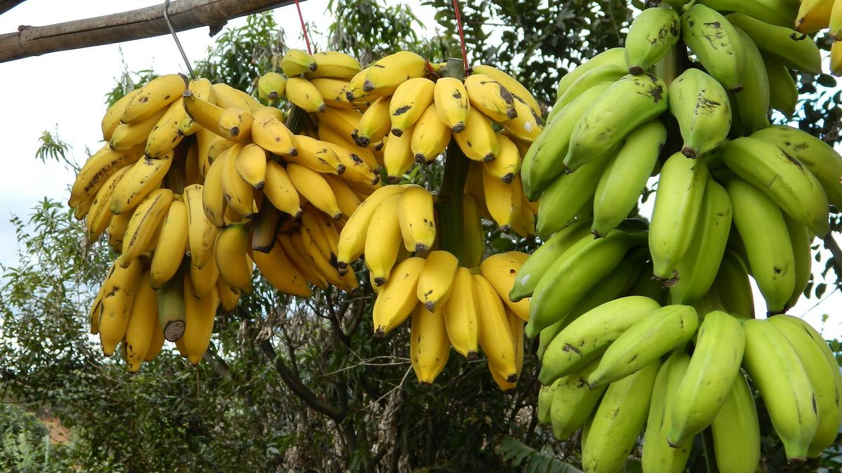 Nejničivější choroba rostlin napadla banány. Plantážím hrozí konec